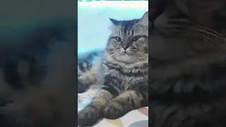 Kayak kucing di rumah suaranya meong meong