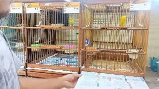 Kebersihan kandang kenari itu wajib‼️jika ingin kenarimu tetap sehat dan Joss