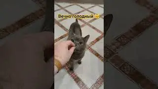 Вечно голодный кот🐱 