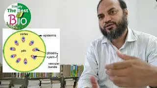What is the function of pith in plants? By Simply The Best BIO