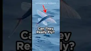 The Flying Fish