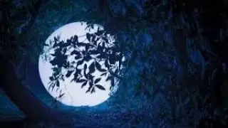 CEMANA - PALESTRA