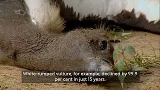 RSPB celebrates vulture conservation milestone in Nepal