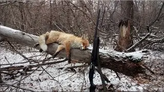 Зайца так и не подняли,но добыли лису.