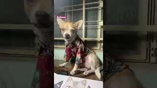 #chihuahua