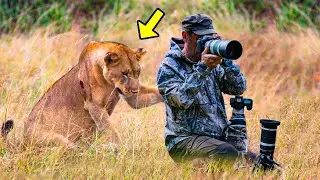 Lioness Asks Photographer For HELP, He Is Shocked WHY!