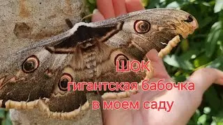 Шок! Гигантская бабочка в моем саду! #лето #бабочка #шок #сад #
