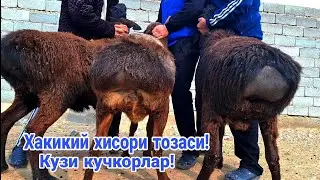 Хисори Кузи кучкорлар! Сотилди