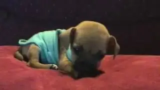 ティーカップチワワ