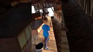 Conhecendo um pouco o espaço usado para o trabalho diário com as vacas de leite.