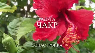 Радуга чакр - сонастройка
