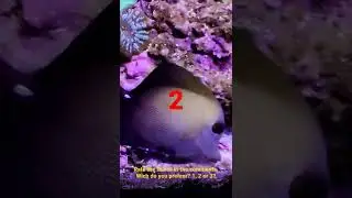 wich surgeonfish do you prefeer? choose the number and comment
