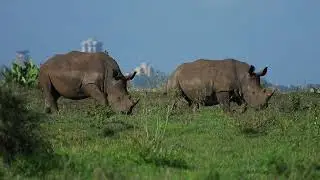 History of... Kenya