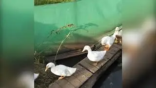 Утки