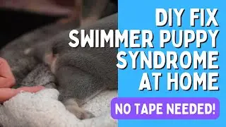 DIY Treat Swimmer Puppy at Home - PT 1 Stress Free