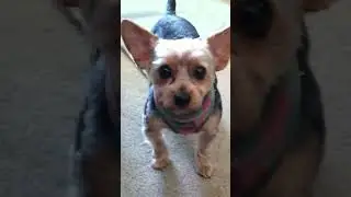 How cute are those ears. #yorkie #dog