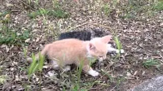 Sardinian country kittens