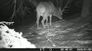Biggest Deer in  Switzerland