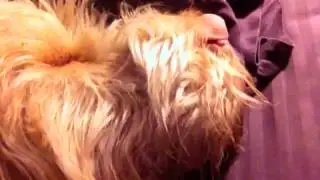Luigi snoring