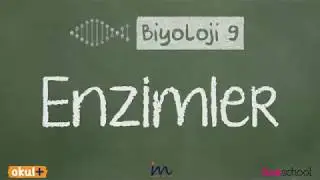 Enzimler