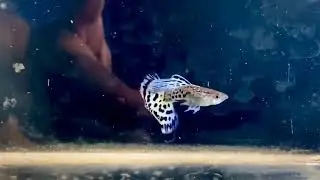 Guppy show belas Linhagens de Guppy