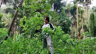 FORAGE DEVELOPMENT: Update sa mga pananim na kumpay para sa kambing | Shout-out