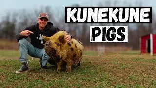 We Chose Kunekune Pigs Over Regular Pigs—Here’s Why