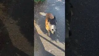 Atom attrape un voleur 🐕 #chien #dog #malinois #video #shorts
