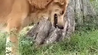 Crying on the place that his owner has left him