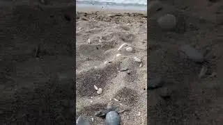 🤗Спасаем черепашек в Мерсин Турция 🐢🌊❤️