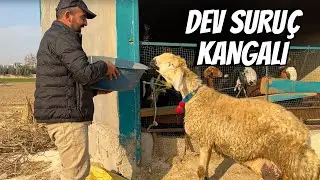 ONE SHEEP FOR 65 THOUSAND TL | ANTEP ANIMAL MARKET @HAKAN.DOĞAN.ANIMAL HUSBANDRY