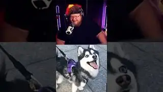 🤣 ТОХА T2x2 и СМЕШНАЯ СОБАКА 🐶