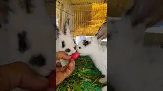 jambu doyan juga nyatanya