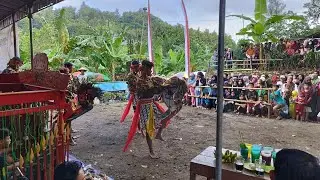 TURONGGO LEWO‼️PENARI FULL MENDEM