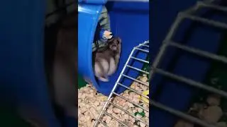 Хомяк 🐹 енерджайзер