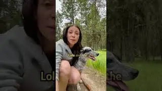 Shy puppy learns to be brave