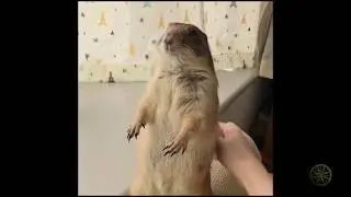 Смешные животные 8 /Funny animals 8 2020
