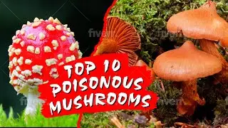AVOID these 10 Poisonous Mushrooms | Just Mushrooms