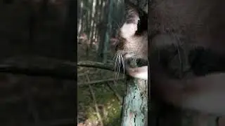 Луна и Мася