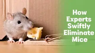 How Experts Eliminate Mice & How Long It Takes