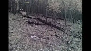 ГУРАН СИБИРСКАЯ КОСУЛЯ ОХОТА НА КОСУЛЮ GURAN SIBERIAN ROE DEER HUNTING FOR ROE DEER