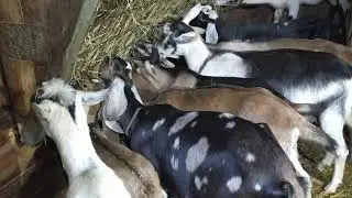 #Деревенскаяжизнь