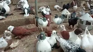 американські високо льотні.*кормілки*.
