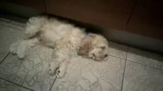 щенку снится охота)