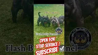 Tweed Merle Micro American Bully Open For Stud service!