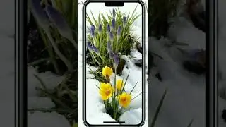 Нежные подснежники!!😍