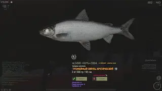 Fisher Online : Енисей. Омуль арктический.
