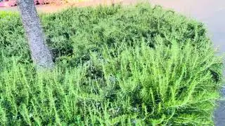 Rosemary garden
