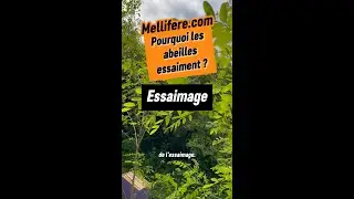 Pourquoi les abeilles essaiment ?