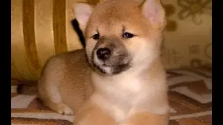 Щенок Сиба (шиба ину),купить щенка,купить собаку. Shiba puppies